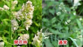 夏の花粉症